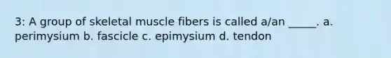 3: A group of skeletal muscle fibers is called a/an _____. a. perimysium b. fascicle c. epimysium d. tendon