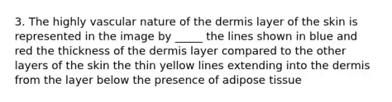 3. The highly vascular nature of <a href='https://www.questionai.com/knowledge/kEsXbG6AwS-the-dermis' class='anchor-knowledge'>the dermis</a> layer of the skin is represented in the image by _____ the lines shown in blue and red the thickness of the dermis layer compared to the other layers of the skin the thin yellow lines extending into the dermis from the layer below the presence of adipose tissue