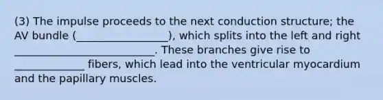 (3) The impulse proceeds to the next conduction structure; the AV bundle (_________________), which splits into the left and right __________________________. These branches give rise to _____________ fibers, which lead into the ventricular myocardium and the papillary muscles.