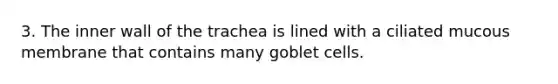 3. The inner wall of the trachea is lined with a ciliated mucous membrane that contains many goblet cells.