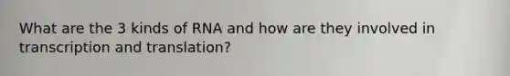 What are the 3 kinds of RNA and how are they involved in transcription and translation?