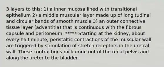 3 layers to this: 1) a inner mucosa lined with transitional epithelium 2) a middle muscular layer made up of longitudinal and circular bands of smooth muscle 3) an outer connective tissue layer (adventitia) that is continuous with the fibrous capsule and peritoneum. *****-Starting at the kidney, about every half minute, peristaltic contractions of the muscular wall are triggered by stimulation of stretch receptors in the uretral wall. These contractions milk urine out of the renal pelvis and along the ureter to the bladder.