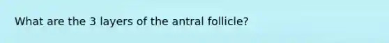 What are the 3 layers of the antral follicle?