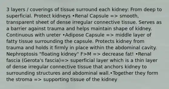 3 layers / coverings of tissue surround each kidney: From deep to superficial. Protect kidneys •Renal Capsule => smooth, transparent sheet of dense irregular connective tissue. Serves as a barrier against trauma and helps maintain shape of kidney. Continuous with ureter •Adipose Capsule => middle layer of fatty tissue surrounding the capsule. Protects kidney from trauma and holds it firmly in place within the abdominal cavity. Nephroptosis "floating kidney" F>M => decrease fat! •Renal fascia (Gerota's fascia)=> superficial layer which is a thin layer of dense irregular connective tissue that anchors kidney to surrounding structures and abdominal wall.•Together they form the stroma => supporting tissue of the kidney