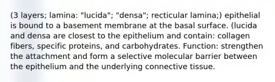 (3 layers; lamina: "lucida"; "densa"; recticular lamina;) epithelial is bound to a basement membrane at the basal surface. (lucida and densa are closest to the epithelium and contain: collagen fibers, specific proteins, and carbohydrates. Function: strengthen the attachment and form a selective molecular barrier between the epithelium and the underlying connective tissue.