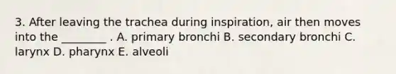 3. After leaving the trachea during inspiration, air then moves into the ________ . A. primary bronchi B. secondary bronchi C. larynx D. pharynx E. alveoli