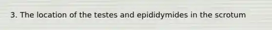 3. The location of the testes and epididymides in the scrotum