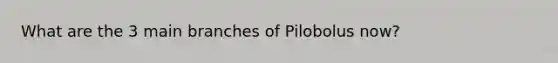 What are the 3 main branches of Pilobolus now?