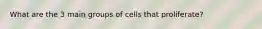 What are the 3 main groups of cells that proliferate?