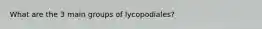 What are the 3 main groups of lycopodiales?