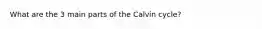 What are the 3 main parts of the Calvin cycle?