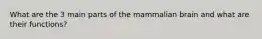 What are the 3 main parts of the mammalian brain and what are their functions?