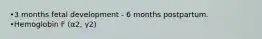 •3 months fetal development - 6 months postpartum. •Hemoglobin F (α2, γ2)