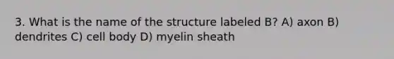 3. What is the name of the structure labeled B? A) axon B) dendrites C) cell body D) myelin sheath