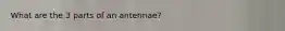 What are the 3 parts of an antennae?