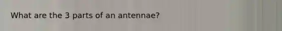 What are the 3 parts of an antennae?