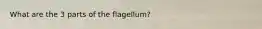 What are the 3 parts of the flagellum?