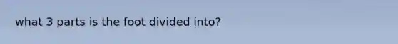 what 3 parts is the foot divided into?