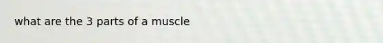 what are the 3 parts of a muscle