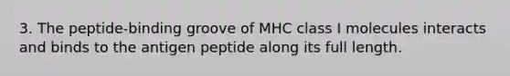 3. The peptide-binding groove of MHC class I molecules interacts and binds to the antigen peptide along its full length.