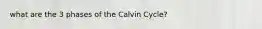 what are the 3 phases of the Calvin Cycle?