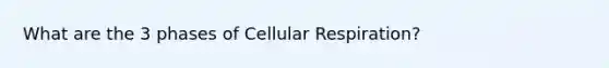 What are the 3 phases of Cellular Respiration?