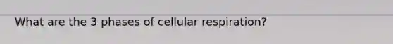 What are the 3 phases of cellular respiration?