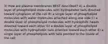 3) How are plasma membranes BEST described? A) a double layer of phospholipid molecules with hydrophobic tails directed toward cytoplasm of the cell B) a single layer of phospholipid molecules with water molecules attached along one side C) a double layer of phospholipid molecules with hydrophilic heads directed toward each other D) a double layer of phospholipid molecules with hydrophobic tails oriented toward each other E) a single layer of phospholipids with tails pointed to the inside of the cell