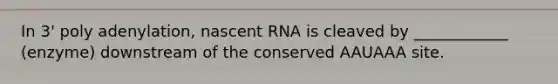 In 3' poly adenylation, nascent RNA is cleaved by ____________ (enzyme) downstream of the conserved AAUAAA site.