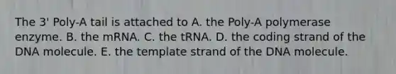 The 3' Poly-A tail is attached to A. the Poly-A polymerase enzyme. B. the mRNA. C. the tRNA. D. the coding strand of the DNA molecule. E. the template strand of the DNA molecule.