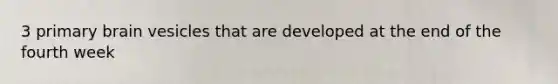 3 primary brain vesicles that are developed at the end of the fourth week
