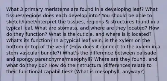 What 3 primary meristems are found in a developing leaf? What tissues/regions does each develop into? You should be able to sketch/label/interpret the tissues, regions & structures found in a typical leaf. What are stomata, and where are they located? How do they function? What is the cuticle, and where is it located? What's its function? In a typical leaf vein, is the xylem on the bottom or top of the vein? (How does it connect to the xylem in a stem vascular bundle?) What's the difference between palisade and spongy parenchyma/mesophyll? Where are they found, and what do they do? How do their structural differences relate to their functional capabilities? (What is mesophyll, anyway?)