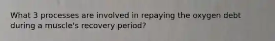 What 3 processes are involved in repaying the oxygen debt during a muscle's recovery period?