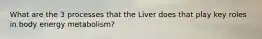 What are the 3 processes that the Liver does that play key roles in body energy metabolism?