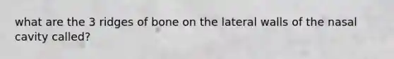 what are the 3 ridges of bone on the lateral walls of the nasal cavity called?