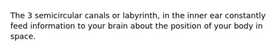 The 3 semicircular canals or labyrinth, in the inner ear constantly feed information to your brain about the position of your body in space.