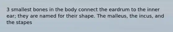 3 smallest bones in the body connect the eardrum to the inner ear; they are named for their shape. The malleus, the incus, and the stapes