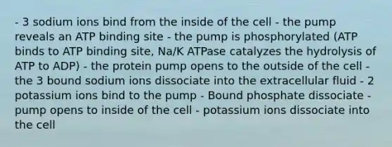 - 3 sodium ions bind from the inside of the cell - the pump reveals an ATP binding site - the pump is phosphorylated (ATP binds to ATP binding site, Na/K ATPase catalyzes the hydrolysis of ATP to ADP) - the protein pump opens to the outside of the cell - the 3 bound sodium ions dissociate into the extracellular fluid - 2 potassium ions bind to the pump - Bound phosphate dissociate - pump opens to inside of the cell - potassium ions dissociate into the cell