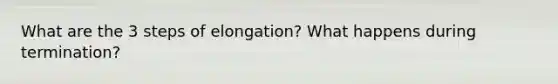 What are the 3 steps of elongation? What happens during termination?