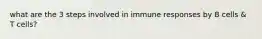 what are the 3 steps involved in immune responses by B cells & T cells?