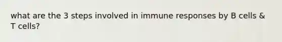 what are the 3 steps involved in immune responses by B cells & T cells?