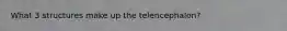 What 3 structures make up the telencephalon?