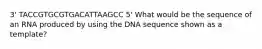 3' TACCGTGCGTGACATTAAGCC 5' What would be the sequence of an RNA produced by using the DNA sequence shown as a template?