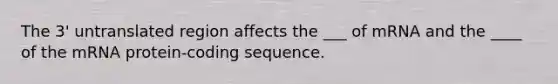 The 3' untranslated region affects the ___ of mRNA and the ____ of the mRNA protein-coding sequence.