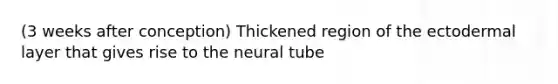 (3 weeks after conception) Thickened region of the ectodermal layer that gives rise to the neural tube