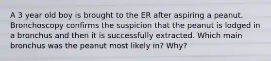 A 3 year old boy is brought to the ER after aspiring a peanut. Bronchoscopy confirms the suspicion that the peanut is lodged in a bronchus and then it is successfully extracted. Which main bronchus was the peanut most likely in? Why?