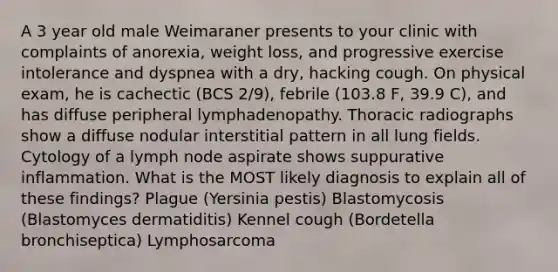 A 3 year old male Weimaraner presents to your clinic with complaints of anorexia, weight loss, and progressive exercise intolerance and dyspnea with a dry, hacking cough. On physical exam, he is cachectic (BCS 2/9), febrile (103.8 F, 39.9 C), and has diffuse peripheral lymphadenopathy. Thoracic radiographs show a diffuse nodular interstitial pattern in all lung fields. Cytology of a lymph node aspirate shows suppurative inflammation. What is the MOST likely diagnosis to explain all of these findings? Plague (Yersinia pestis) Blastomycosis (Blastomyces dermatiditis) Kennel cough (Bordetella bronchiseptica) Lymphosarcoma