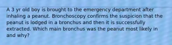 A 3 yr old boy is brought to the emergency department after inhaling a peanut. Bronchoscopy confirms the suspicion that the peanut is lodged in a bronchus and then it is successfully extracted. Which main bronchus was the peanut most likely in and why?