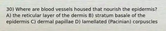 30) Where are blood vessels housed that nourish <a href='https://www.questionai.com/knowledge/kBFgQMpq6s-the-epidermis' class='anchor-knowledge'>the epidermis</a>? A) the reticular layer of <a href='https://www.questionai.com/knowledge/kEsXbG6AwS-the-dermis' class='anchor-knowledge'>the dermis</a> B) stratum basale of the epidermis C) dermal papillae D) lamellated (Pacinian) corpuscles