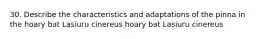 30. Describe the characteristics and adaptations of the pinna in the hoary bat Lasiuru cinereus hoary bat Lasiuru cinereus